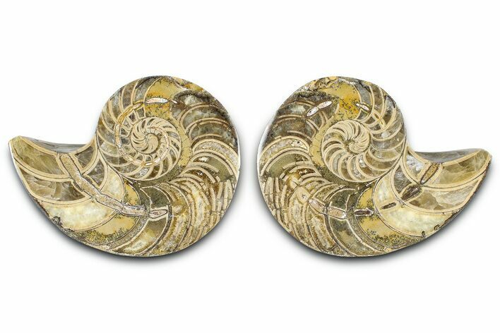 Jurassic Cut & Polished Nautilus (Cymatoceras) Fossil -Madagascar #365500
